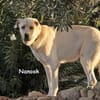 NANOOK