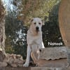 NANOOK