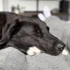HUGO- aufgeweckter, lernwilliger Junghund sucht ein Zuhause
