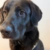 HUGO- aufgeweckter, lernwilliger Junghund sucht ein Zuhause