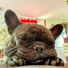 Horst sucht ein Zuhause