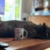 Horst sucht ein Zuhause