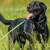 Ivar sucht sein Zuhause mit Herz und Hundeverstand