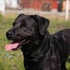Ivar sucht sein Zuhause mit Herz und Hundeverstand