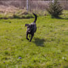 Ivar sucht sein Zuhause mit Herz und Hundeverstand