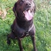 Ivar sucht sein Zuhause mit Herz und Hundeverstand
