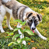 Meeko - 10 Monate jung und voller Potenzial