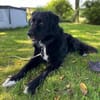 Alf sucht dringend ein ruhiges Zuhause bei erfahrenen Mensch