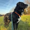 Alf sucht dringend ein ruhiges Zuhause bei erfahrenen Mensch