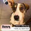 HENRY- Prinz Charming sucht sein Zuhause
