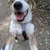 HENRY- Prinz Charming sucht sein Zuhause