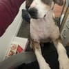 HENRY- Prinz Charming sucht sein Zuhause
