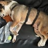 HENRY- Prinz Charming sucht sein Zuhause