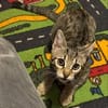 Tigrutz Einsamer kleiner Tiger sucht  Familie mit Freund