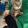 Tigrutz Einsamer kleiner Tiger sucht  Familie mit Freund