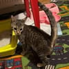 Tigrutz Einsamer kleiner Tiger sucht  Familie mit Freund
