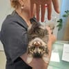 Fluffy Fröhlicher Kater sucht verspielte Familie