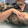 Fluffy Fröhlicher Kater sucht verspielte Familie