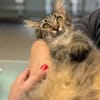 Fluffy Fröhlicher Kater sucht verspielte Familie