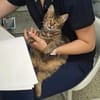 Fluffy Fröhlicher Kater sucht verspielte Familie