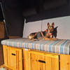 Rusty1 sucht ihr Zuhause - *NEUE FOTOS!!*