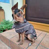 Rusty1 sucht ihr Zuhause - *NEUE FOTOS!!*