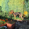 Rusty1 sucht ihr Zuhause - *NEUE FOTOS!!*