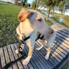 Mango - jetzt Mika - eigener Wirkungskreis gesucht!