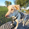 Mango - jetzt Mika - eigener Wirkungskreis gesucht!