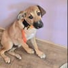 Wer schenkt Hund Cooper ein liebevolles Zuhause?