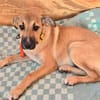Wer schenkt Hund Cooper ein liebevolles Zuhause?