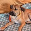 Wer schenkt Hund Cooper ein liebevolles Zuhause?