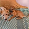 Wer schenkt Hund Cooper ein liebevolles Zuhause?