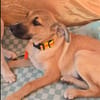 Wer schenkt Hund Cooper ein liebevolles Zuhause?