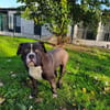 ANGUS