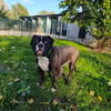 ANGUS
