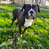 ANGUS