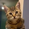 Paquerette [Chaton]