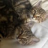 Paquerette [Chaton]