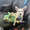 Viktor, un petit bijou