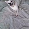 Poupi petite chihuahua pleine d'amour