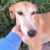 TRUDI