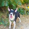 Dumbo sucht ein Zuhause