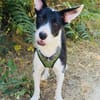 Dumbo sucht ein Zuhause