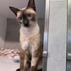 Marc - zutraulicher, aktiver Siam-Mix-Kater