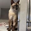 Marc - zutraulicher, aktiver Siam-Mix-Kater