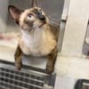 Marc - zutraulicher, aktiver Siam-Mix-Kater