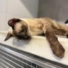 Marc - zutraulicher, aktiver Siam-Mix-Kater