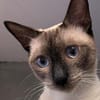 Marc - zutraulicher, aktiver Siam-Mix-Kater
