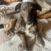 Leonie sucht ihr für immer zu Hause